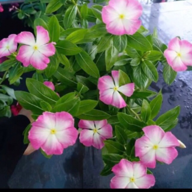 Biji / Benih Vinca Nirvana White Splash