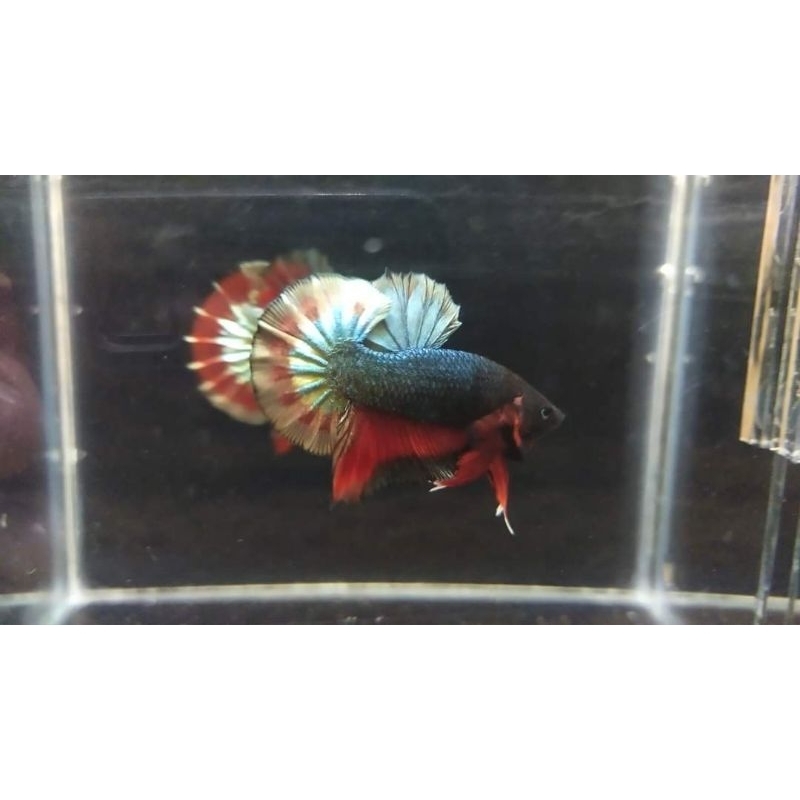 HMPK PLAKAT COPPER CALON CONTES