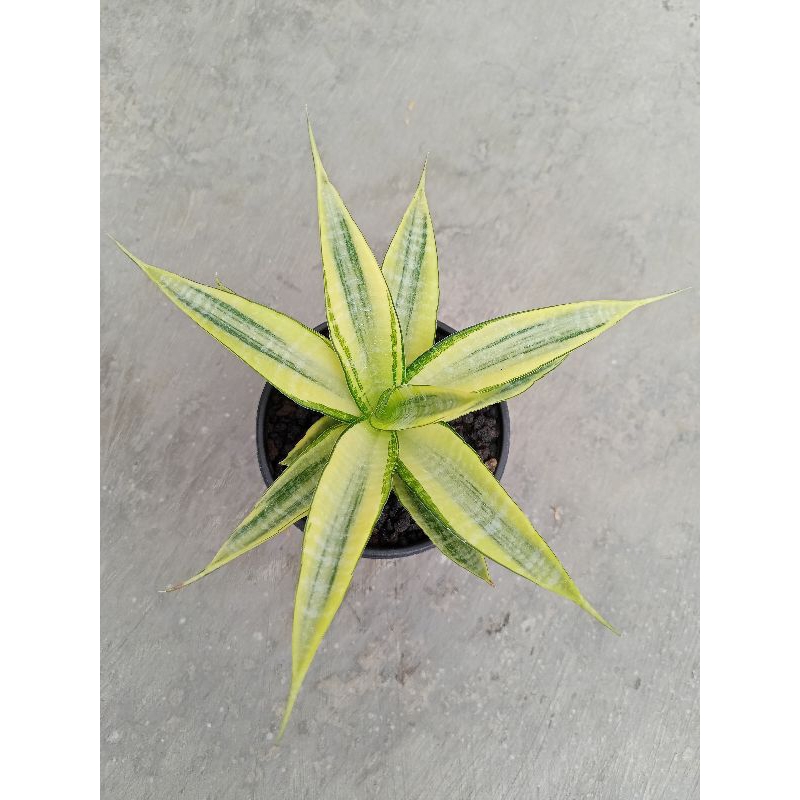 Sansevieria Cordova varigata