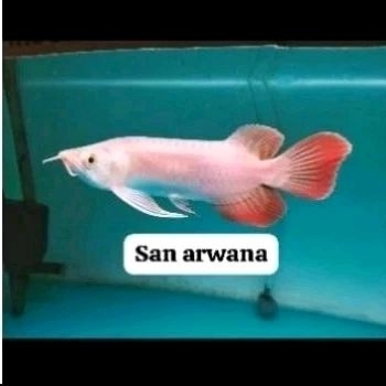arowana super red king premium super red