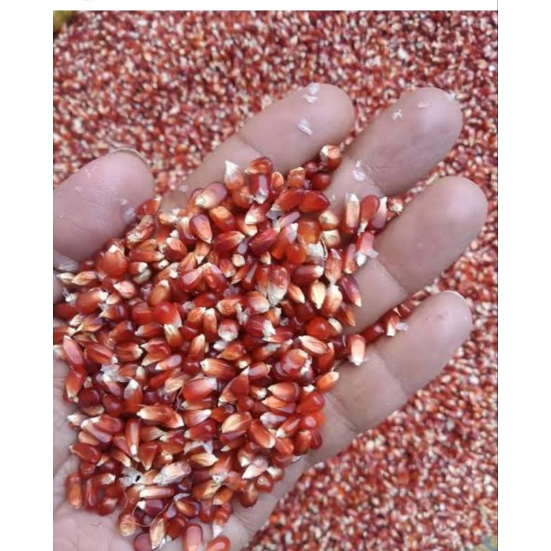 BiBIT JAGUNG MANGIS SUPER 1KG/JAGUNG MANGGIS KRISTAL MERPATI/JAGUNG KRISTAL 1KG