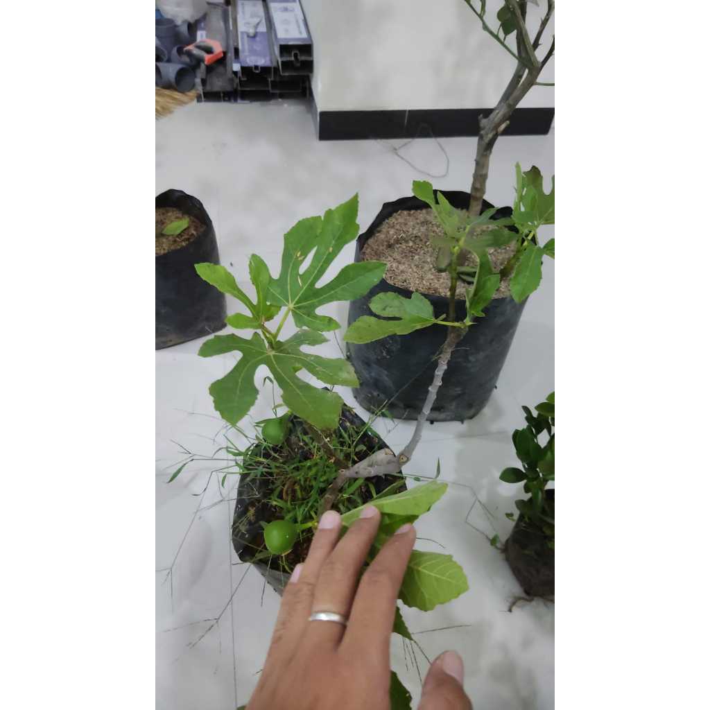 Bibit pohon tin jumbo sudah berbuah spesial 20.20