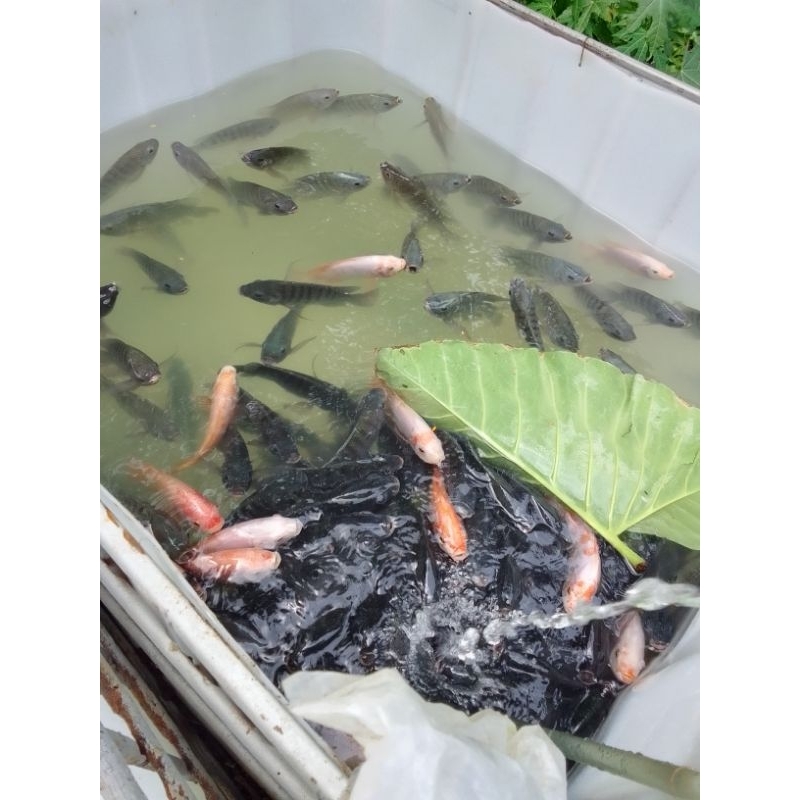 

Ikan nila segar 1kg.