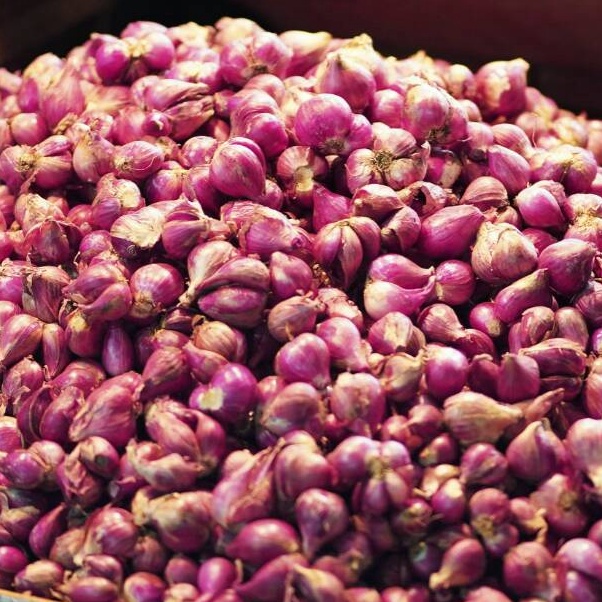 

Terkini Bawang Merah Super 5 gr Best Seller