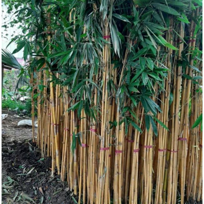 Tanaman hias bambu kuning / bambu panda Bali (penangkal ghoib)