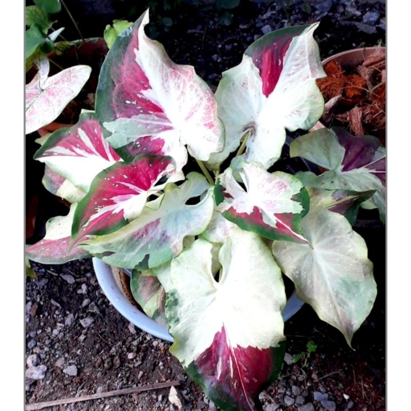 Caladium Bibit Nopakaw / Keladi Hias NPK Tanaman Hias Keladi Murah Meriah / Keladi Merah Bunga Hidup