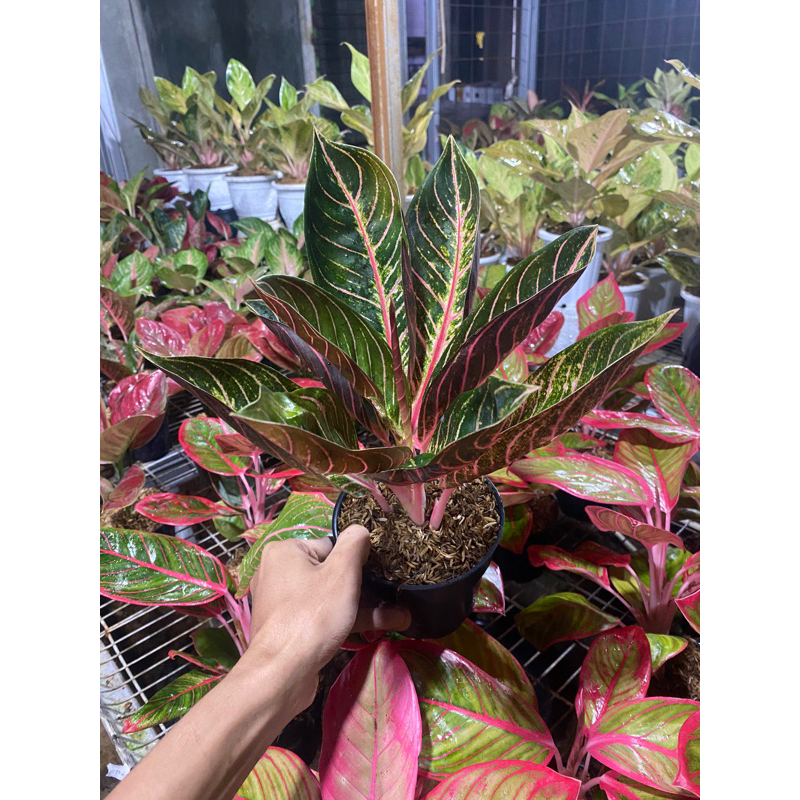 Aglonema Red Sumatra jumbo
