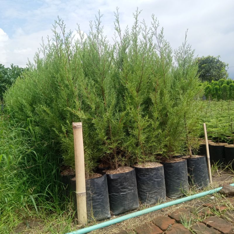 Tanaman Hias CEMARA RENTES - Pohon Cemara Wangi Rentes - Tanaman Cemara Wangi
