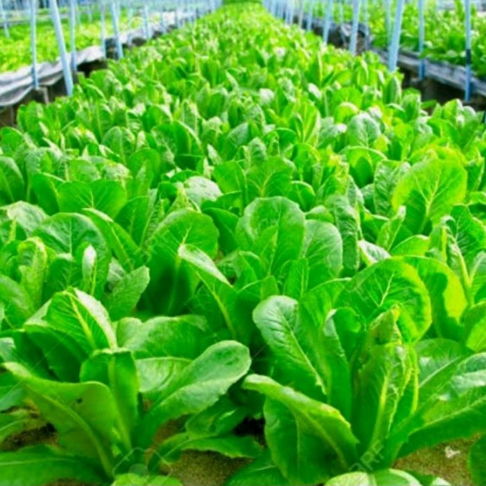 20 Butir Benih Bibit/Biji Selada Green Romaine/selada hijau romaine