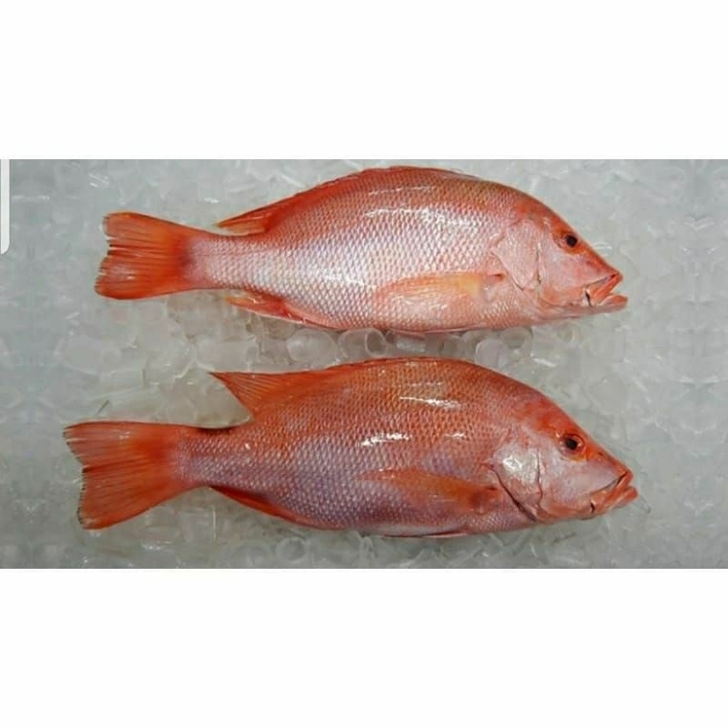 

ikan kakap merah fresh harian 1 kg