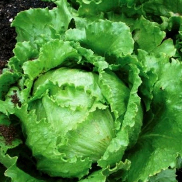 30 Benih Bibit/Biji Selada lettuce iceberg crisphead common/selada bokor/selada butger
