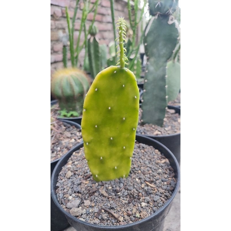 Kaktus Opuntia Variegata / Centong Variegata Full Menor
