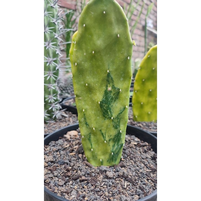 Kaktus Opuntia Variegata / Centong Variegata Motif/Perform Tiger