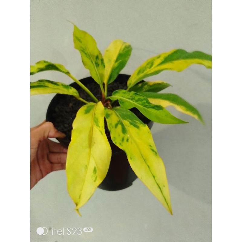 anthurium gelombang cinta varigata kuning