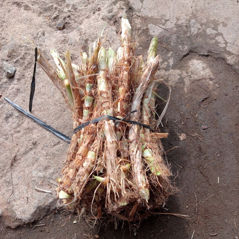 benih  rumput odot kualitas super.