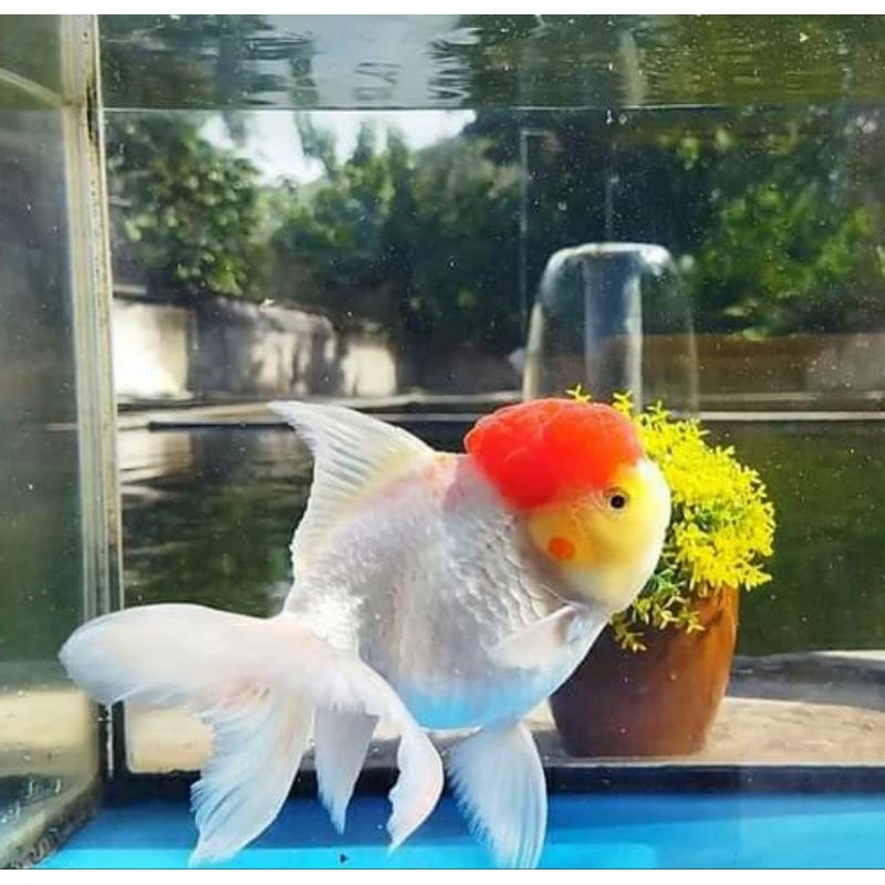 ORANDA RED CUP GRADE A&F1