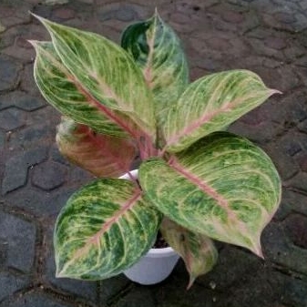 aglonema Susan mutasi