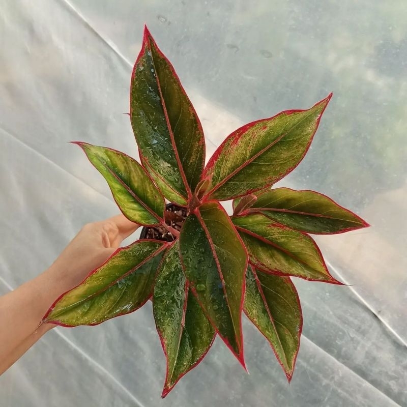 Aglonema Siam Aurora Tanaman Hias Bunga Aglaonema Murah Merah BUKAN bonggol bibit - tanaman hias hid
