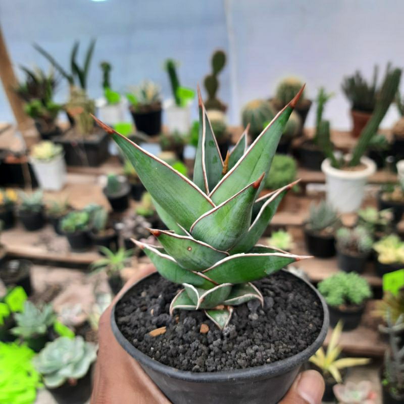sansevieria pinguiculata best perform