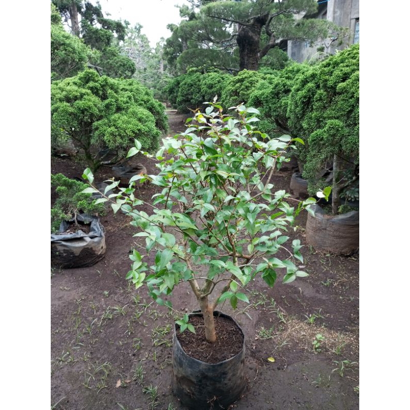 POHON DEWANDARU CEREMAI BELANDA Tanaman Hias Sianto Bahan Bonsai Atau Taman Batang Dan Ranting Besar