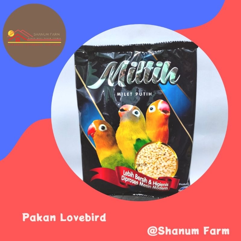 Ebod jaya miltih milet Lovebird