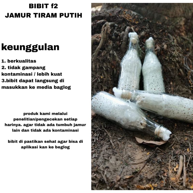 bibit jamur tiram