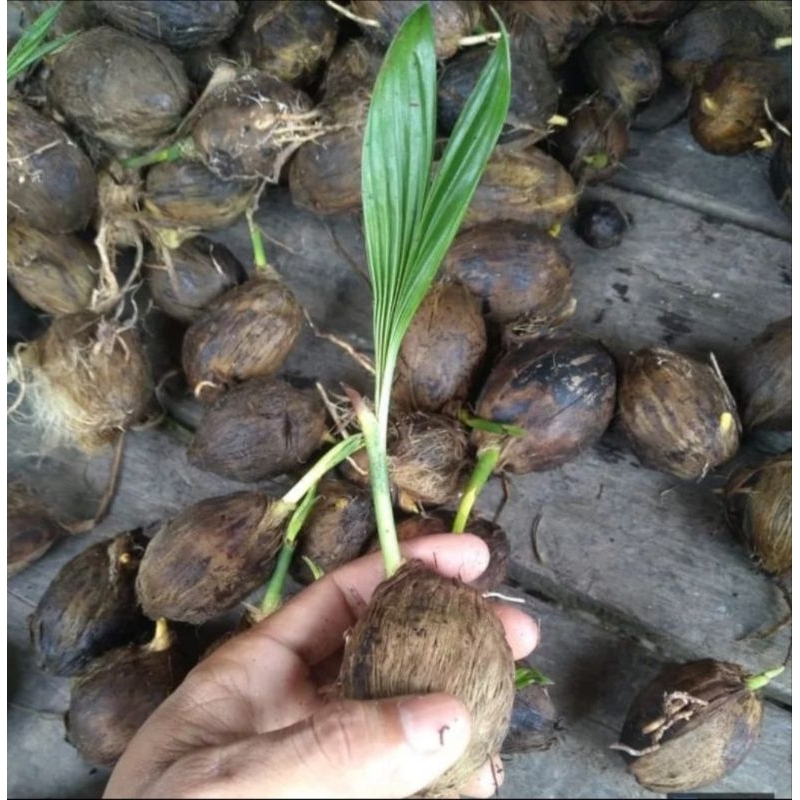 Bibit Pinang Cambah Pinang Unggul Siap Tanam