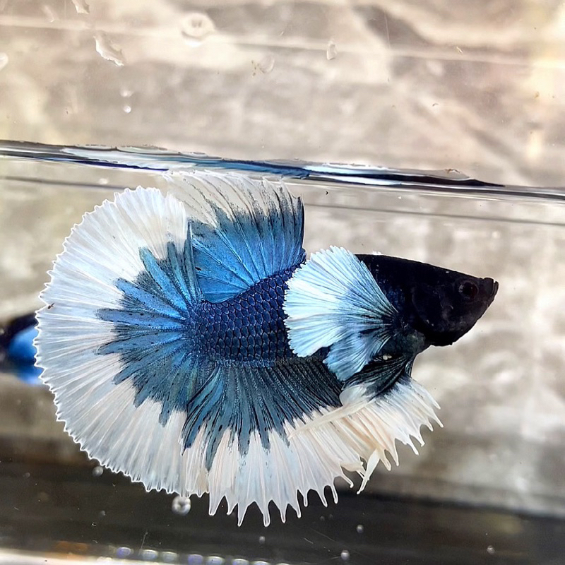 Jantan halfmoon dumbo ear blue butterfly ear lebar