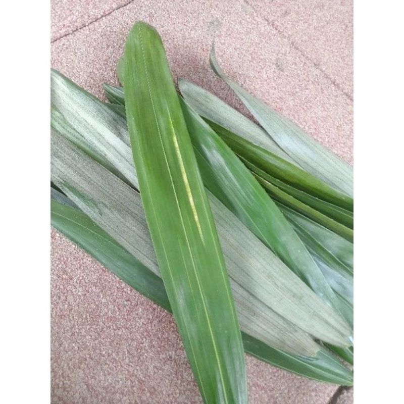 

Daun Salak Muda 100gr // Obat Ambeien Wasir