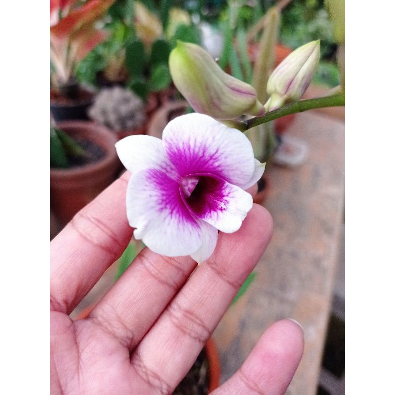 Anggrek Dendrobium Mini Yaya Compactum