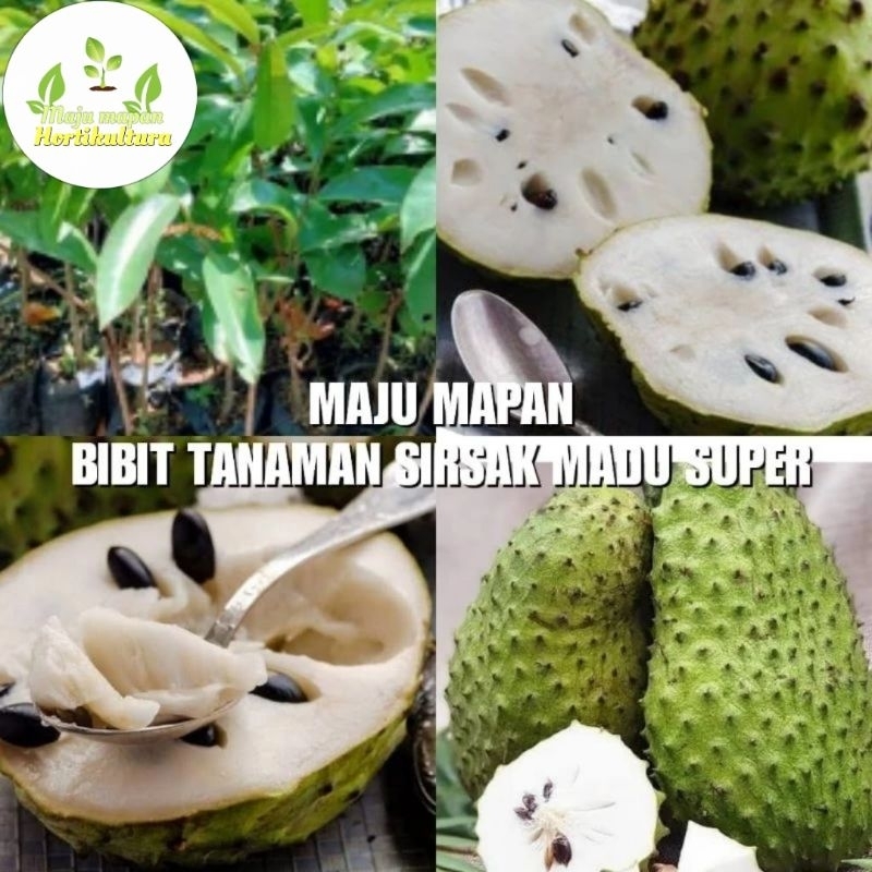 BIBIT SIRSAK MADU SUPER (BUAH JUMBO)