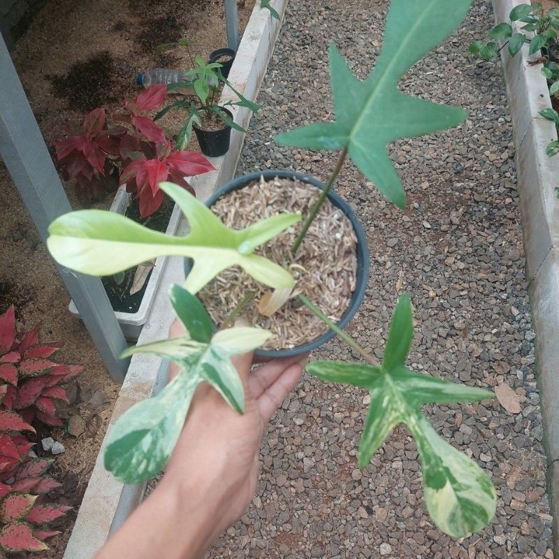 philodendron florida beauty