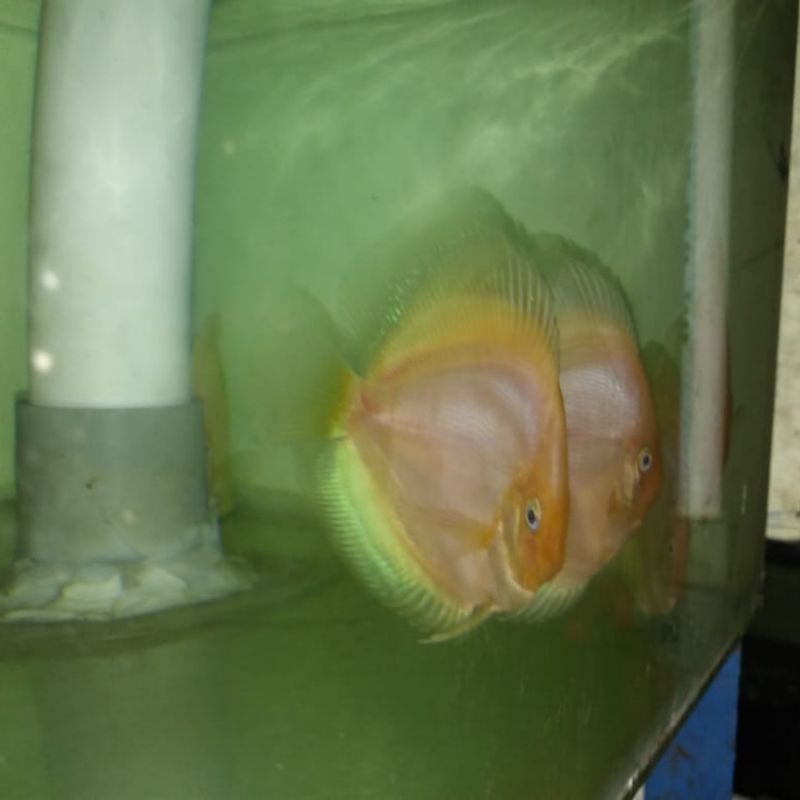 discus 4" (pesanan)