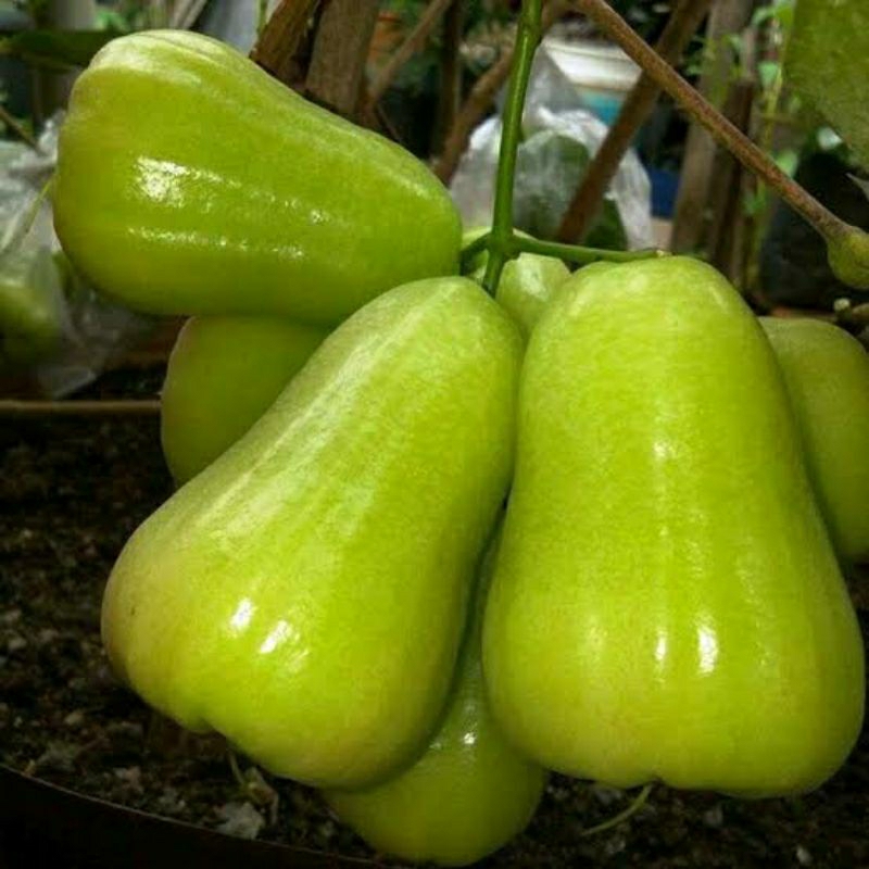 Bibit Jambu Air Madu Deli Hijau