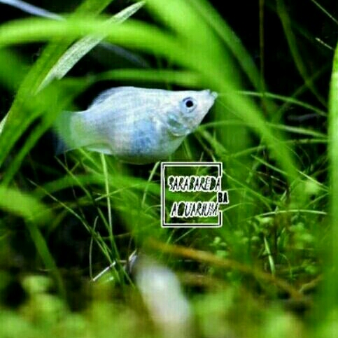 ikan molly balon platinum