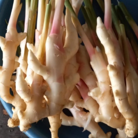 Jahe muda segar 500g | Young ginger 500 gram | Fresh dari kebun jahe gajah sendiri di Bogor   Halia 