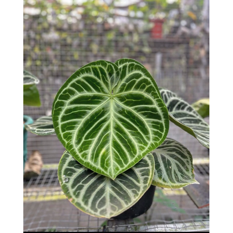 Tanaman Hias Anthurium Dorayaki Silver-Dorayaki Silver