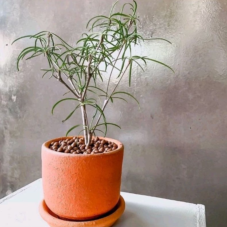 Euphorbia hedyotoides