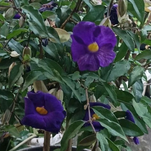 Thunbergia Erecta