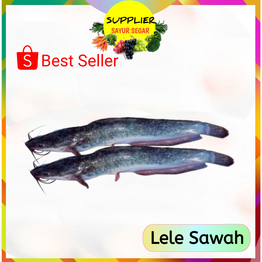 

Lele Sawah Segar Palembang