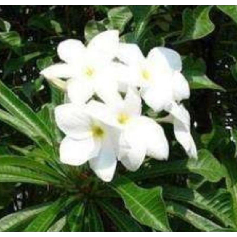 PLUMERIA SNOW WHITE BERAKAR KAMBOJA BALI PUTIH