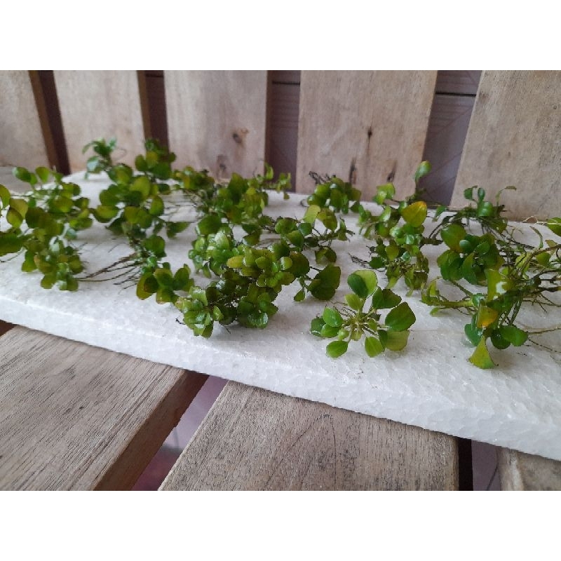ANUBIAS Petit rizoman
