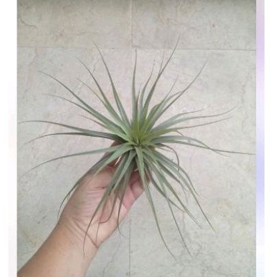 Tillandsia Concolor
