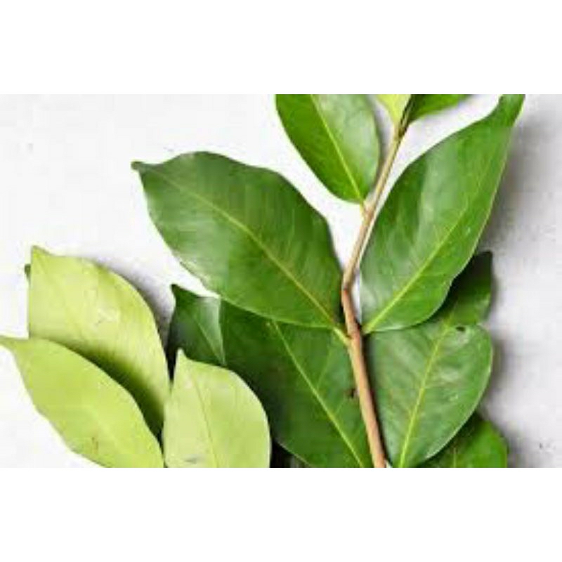 

Daun Salam sekantong kecil
