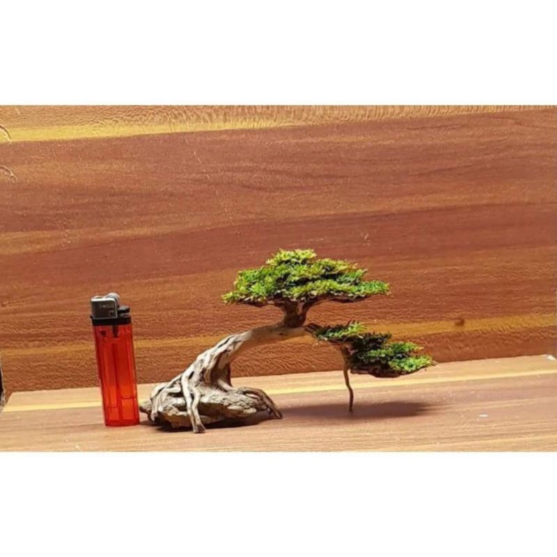 BONSAI AQUARIUM AQUASCAPE HIASAN AQUARIUM AQUASCAPE LITE BONSAI MURAH
