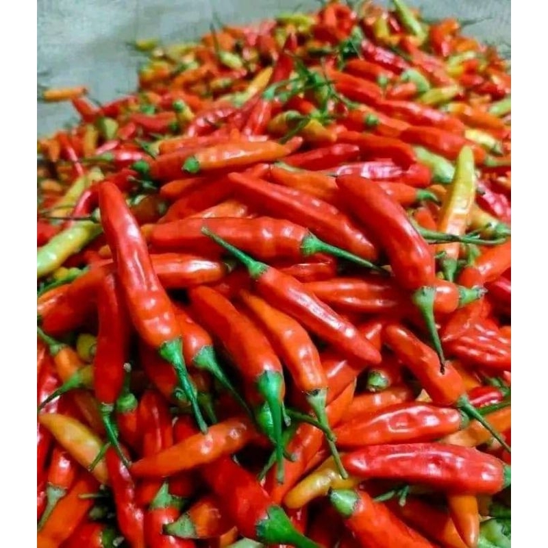 

Cabe rawit merah/ cabai setan 500g/1000g