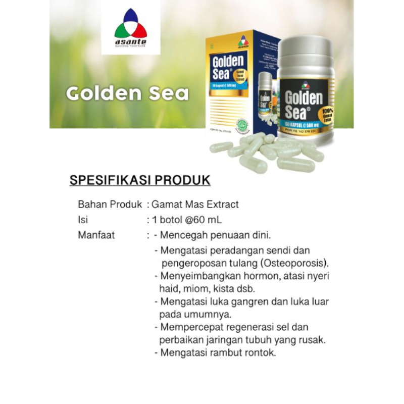 golden sea gamat emas asante rhizoma
