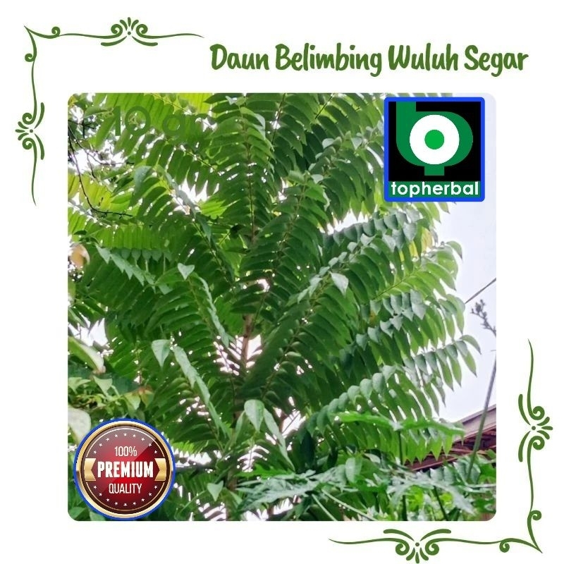 

Daun belimbing wuluh Segar 1 KG