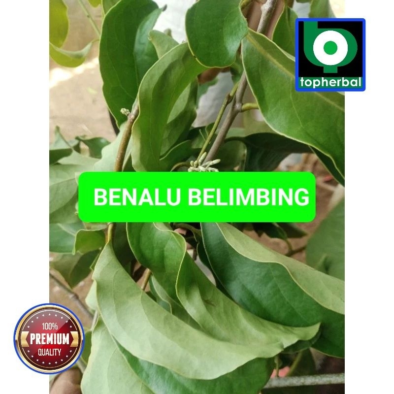 

Benalu Belimbing Fresh/Segar Baru Petik 1 KG