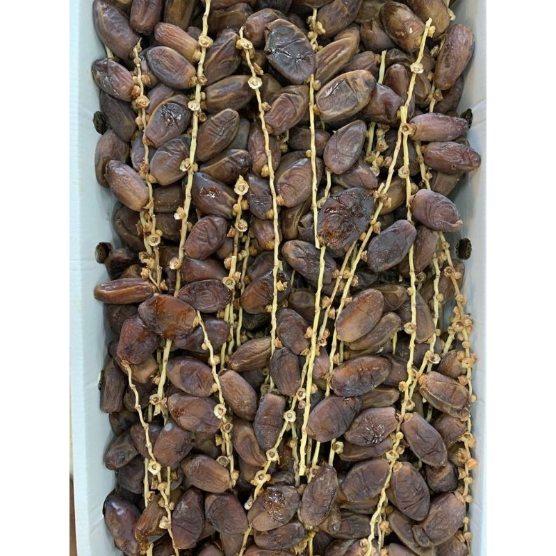 

KURMA TUNISIA TANGKAI GROSIR TERMURAH
